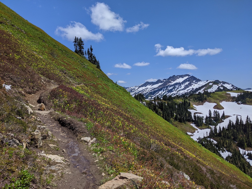 photo with narrow dirt hiking trail across a steeply inclined green mountainside in the foreground and a marmot on the trail facing away from camera. Snow covered mountains in background. Dark green conifers in midground. Blue sky with a few happy white clouds.