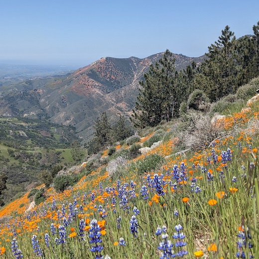 landscape with blue sky, mountains and valley in background, trees in midground, dense cover of purple lupins and orange poppies on hillside in foreground. Mountains look as if flower colors are reflected there.