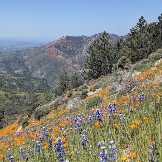 landscape with blue sky, mountains and valley in background, trees in midground, dense cover of purple lupins and orange poppies on hillside in foreground