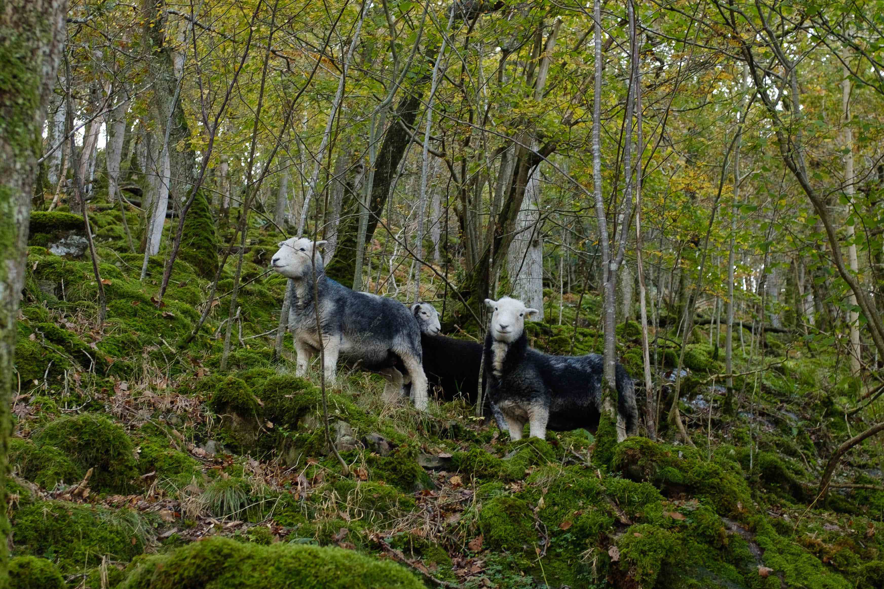 herdwick sheep with white faces and grey bodies in a green forest